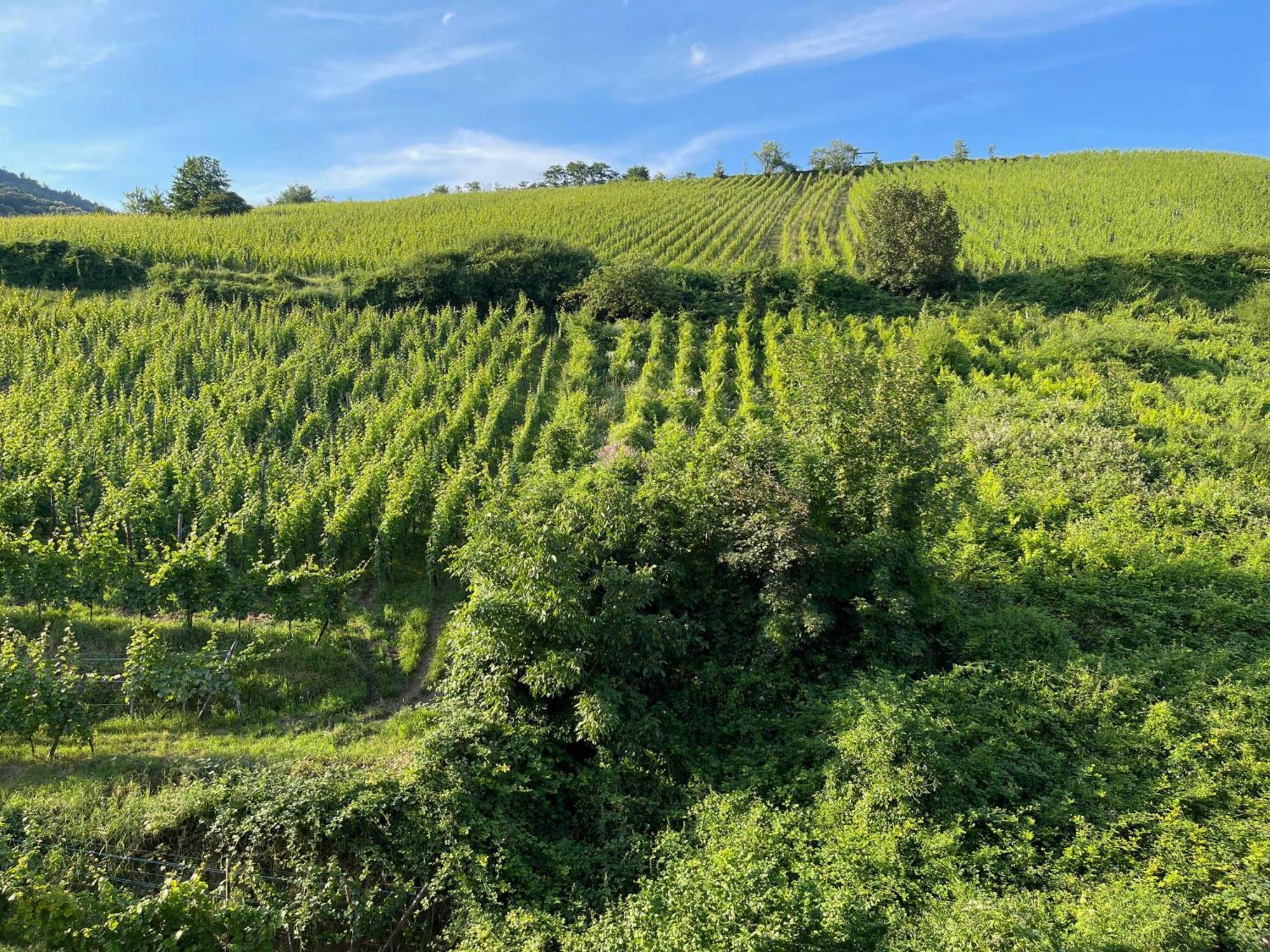 Gite Maison Des Vignerons Riquewihr Kültér fotó